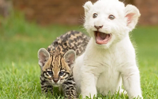 HD wallpaper of a baby ocelot and a baby white lion playing on grass. The ocelot looks curious, while the white lion looks excited.