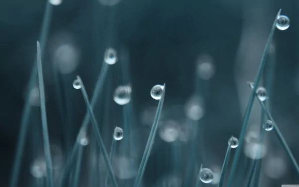 HD desktop wallpaper: close-up of delicate water drops on thin green blades of grass, creating a calming nature background.