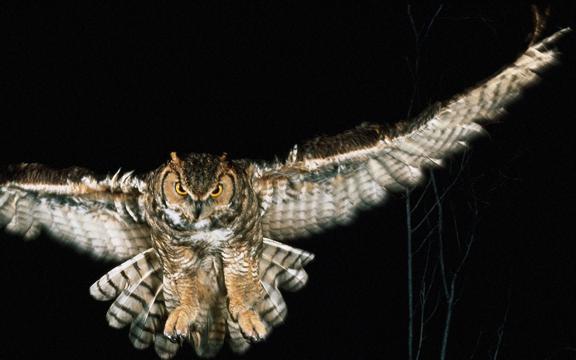 Download Animal Owl HD Wallpaper