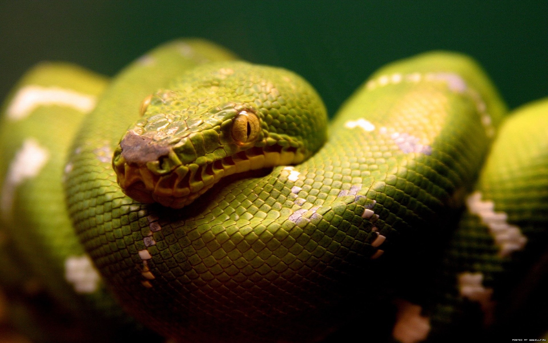 Download Animal Snake HD Wallpaper