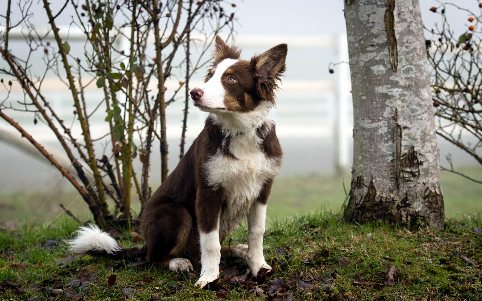 Download Animal Dog HD Wallpaper | 2560x1600 | Wallpaper Abyss