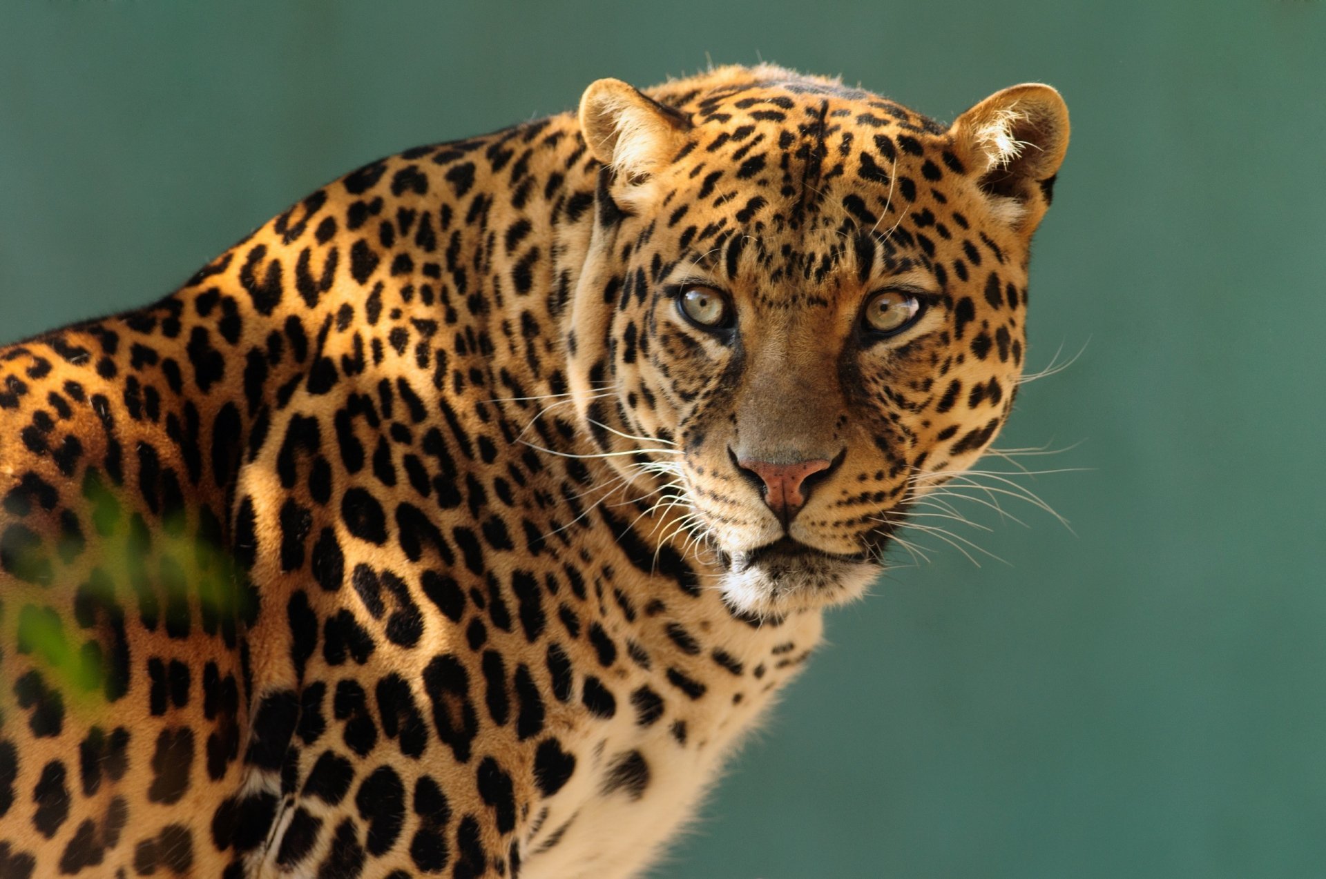 HD PC desktop wallpaper featuring a close-up of a leopard with striking eyes and detailed spotted fur against a blurred green background.