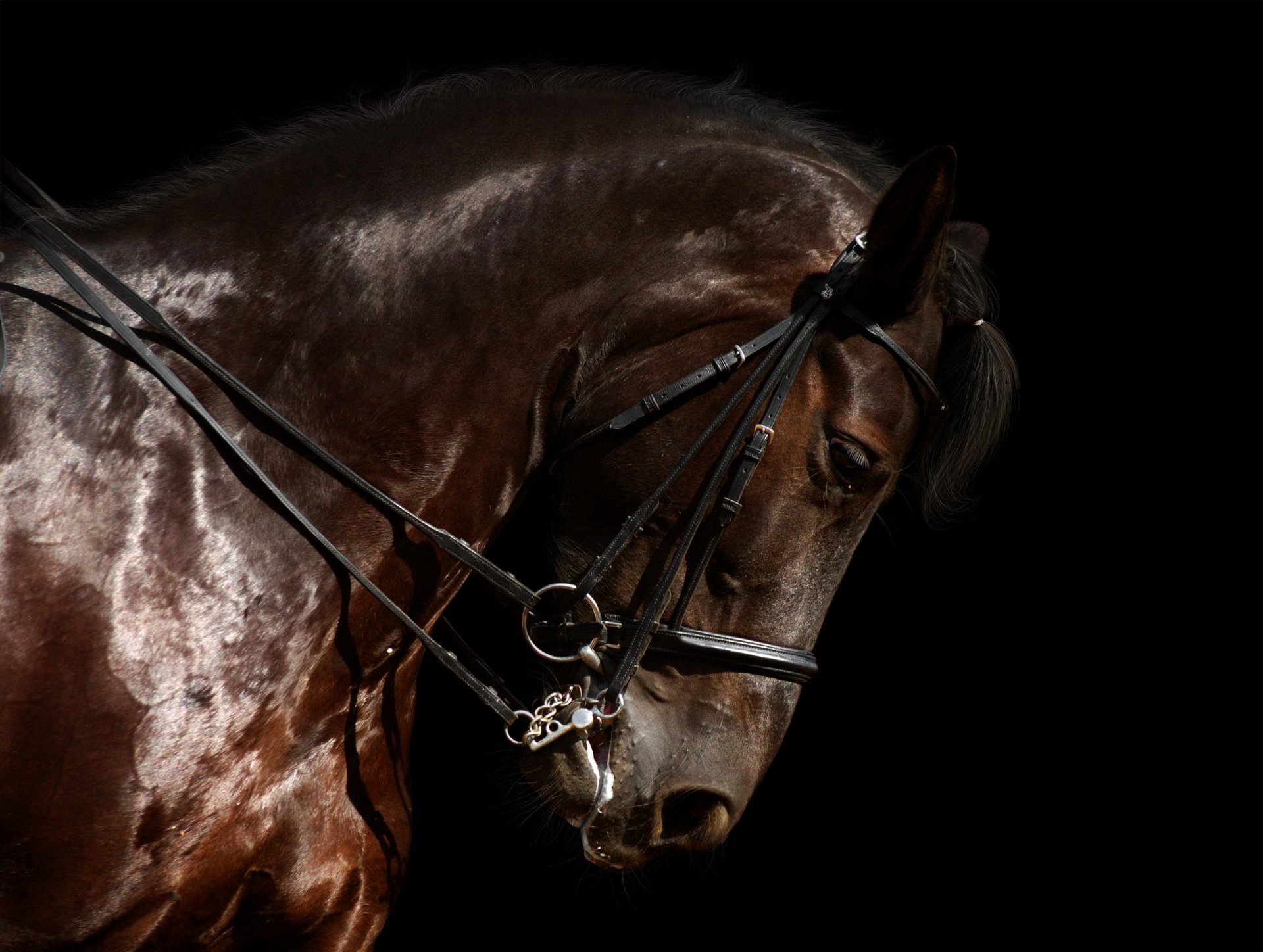 A stunning close-up of a brown horse adorned with a bridle, set against a dark background, showcasing its glossy coat in striking 4K Ultra HD resolution.