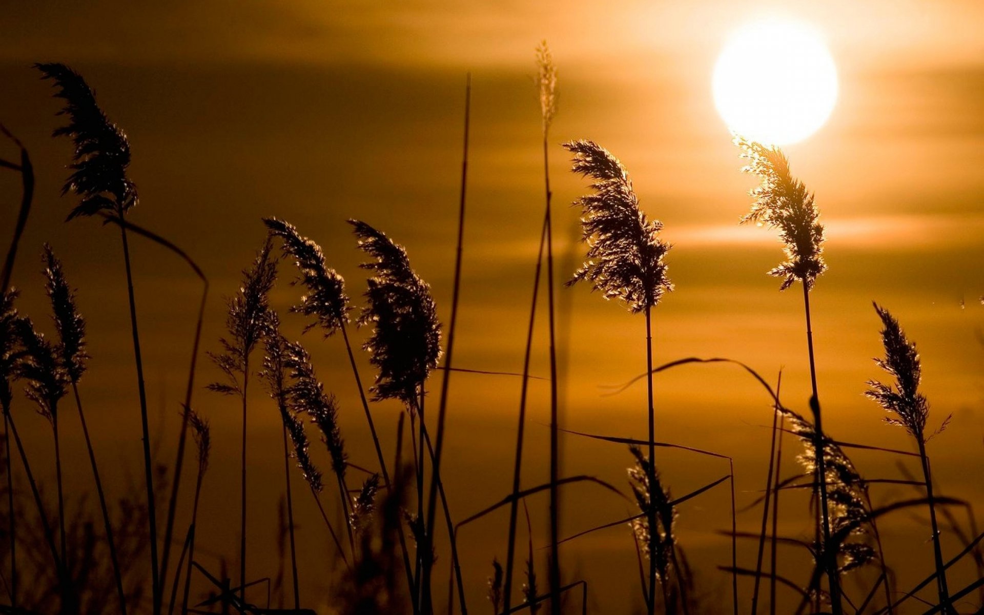 Download Nature Sunset HD Wallpaper