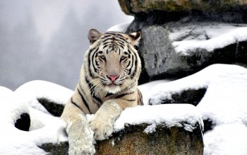 280 Tigre Blanco Fondos De Pantalla Hd Fondos De Escritorio
