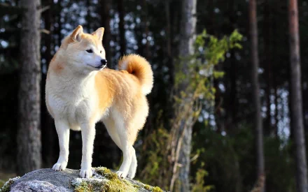 A Shiba Inu stands on a rock, surrounded by trees, showcasing its distinct coat and confident posture. This stunning image serves as a vibrant HD desktop wallpaper.