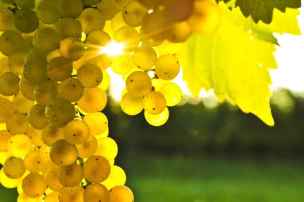 A vibrant HD desktop wallpaper featuring clusters of ripe yellow grapes glistening in sunlight, surrounded by lush green leaves, creating a fresh and inviting food-themed background.