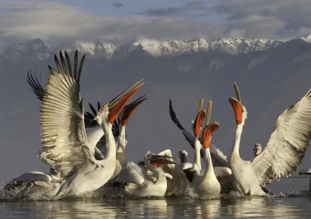 A group of pelicans with wings spread and beaks open, set against a backdrop of mountains, captured in a vibrant HD PC desktop wallpaper.