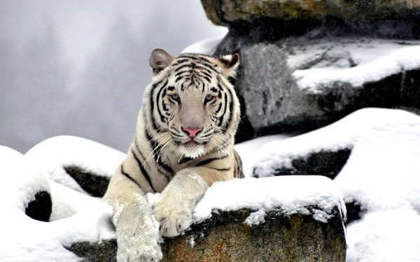 HD desktop wallpaper featuring a majestic white tiger resting on snow-covered rocks. The background includes rocky formations and a snowy landscape.
