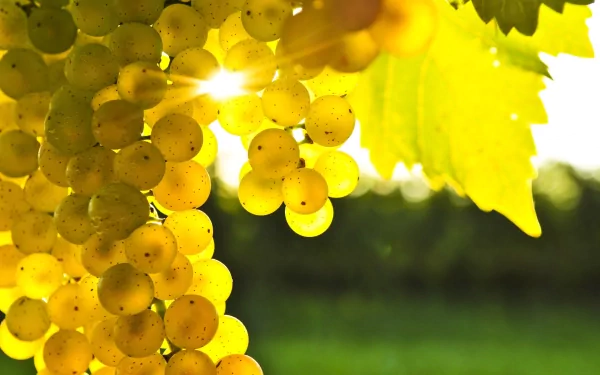 A vibrant HD desktop wallpaper featuring clusters of ripe yellow grapes glistening in sunlight, surrounded by lush green leaves, creating a fresh and inviting food-themed background.