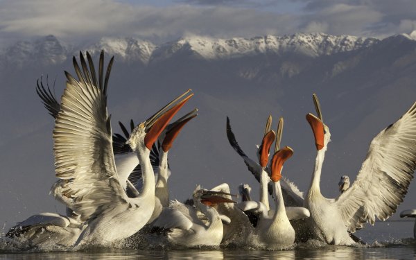 Animal Pelican Birds Pelicans HD Wallpaper | Background Image
