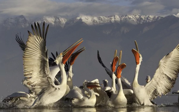 A group of pelicans with wings spread and beaks open, set against a backdrop of mountains, captured in a vibrant HD PC desktop wallpaper.