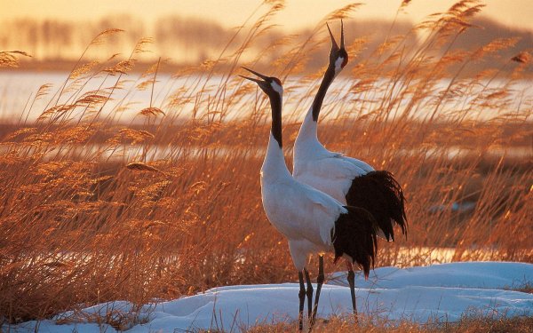 Animal Red-crowned Crane Birds Cranes HD Wallpaper | Background Image