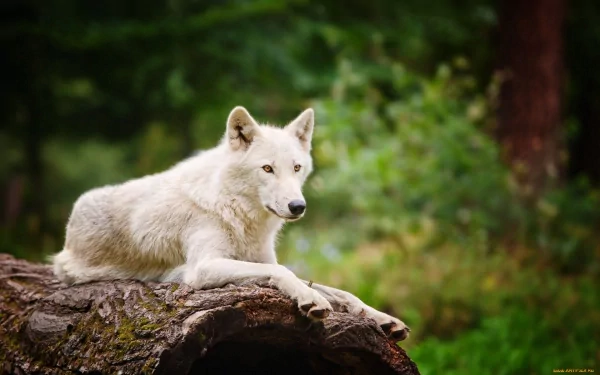 HD PC desktop wallpaper featuring a serene arctic wolf resting on a log against a lush green forest background.