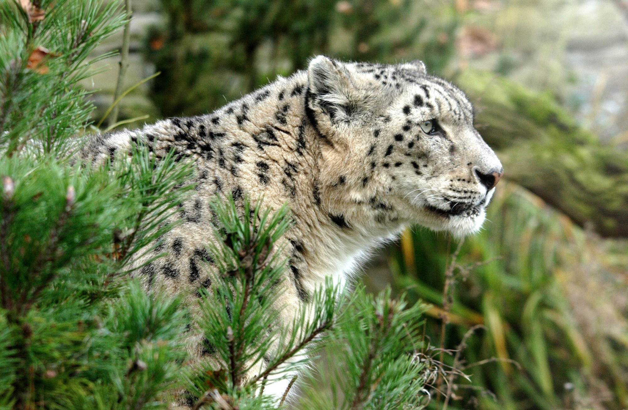 Snow Leopard HD Wallpaper | Background Image | 2000x1305