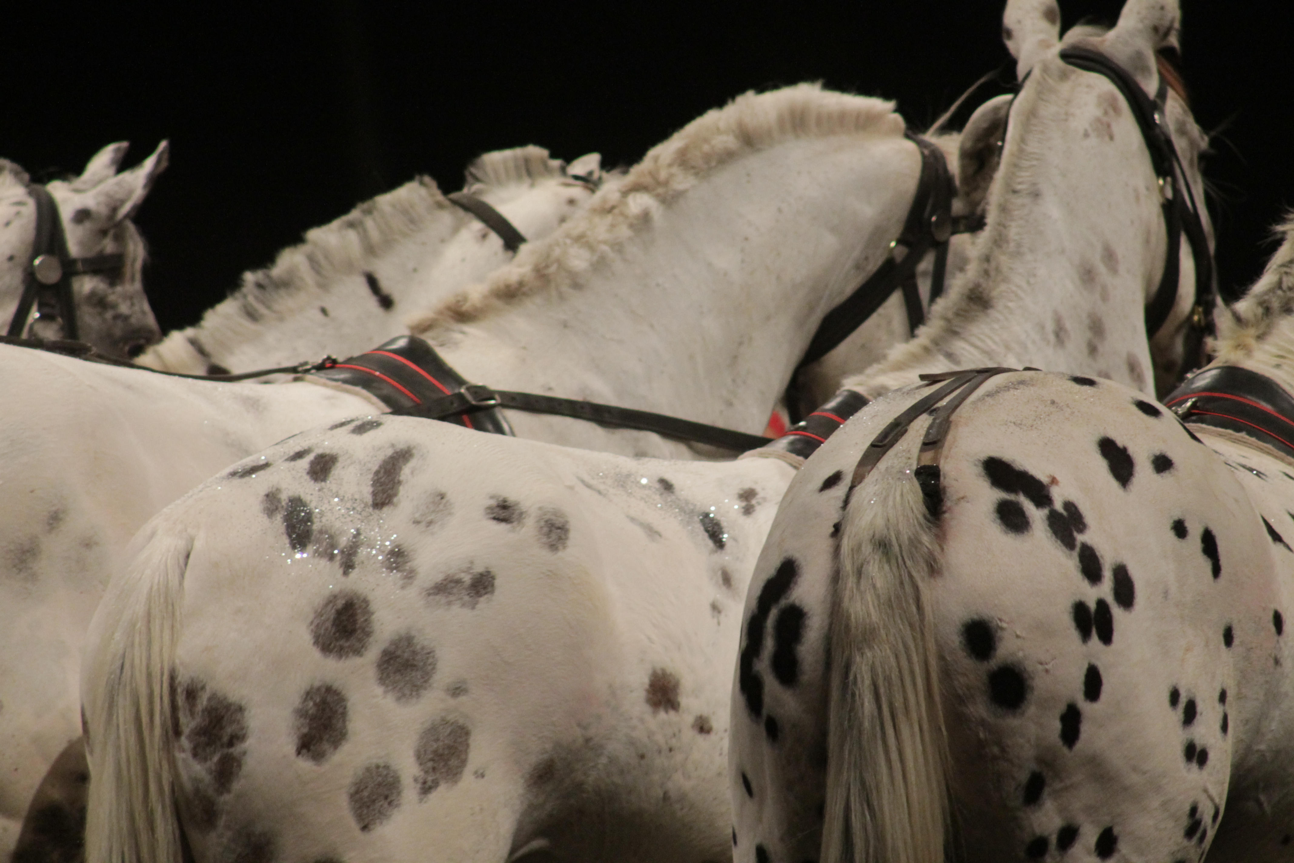 Animal Horse HD Wallpaper | Background Image