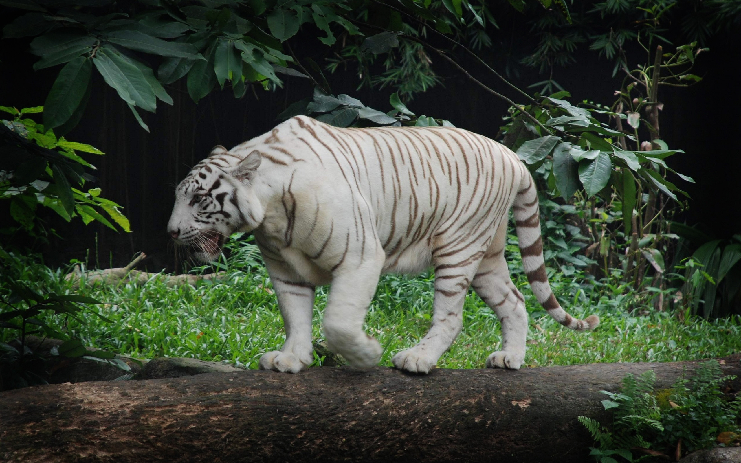 Download Animal White Tiger HD Wallpaper