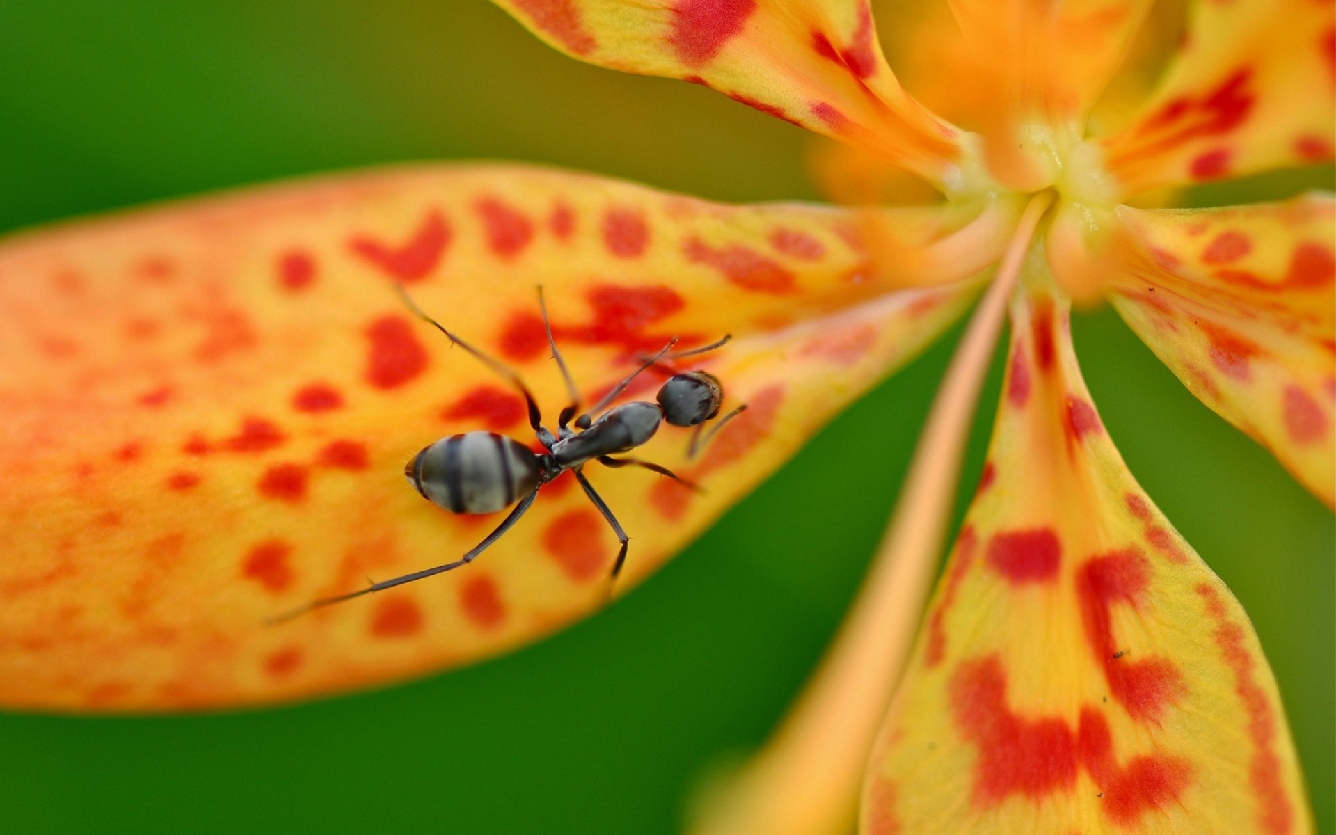 Animal Ant HD Wallpaper | Background Image