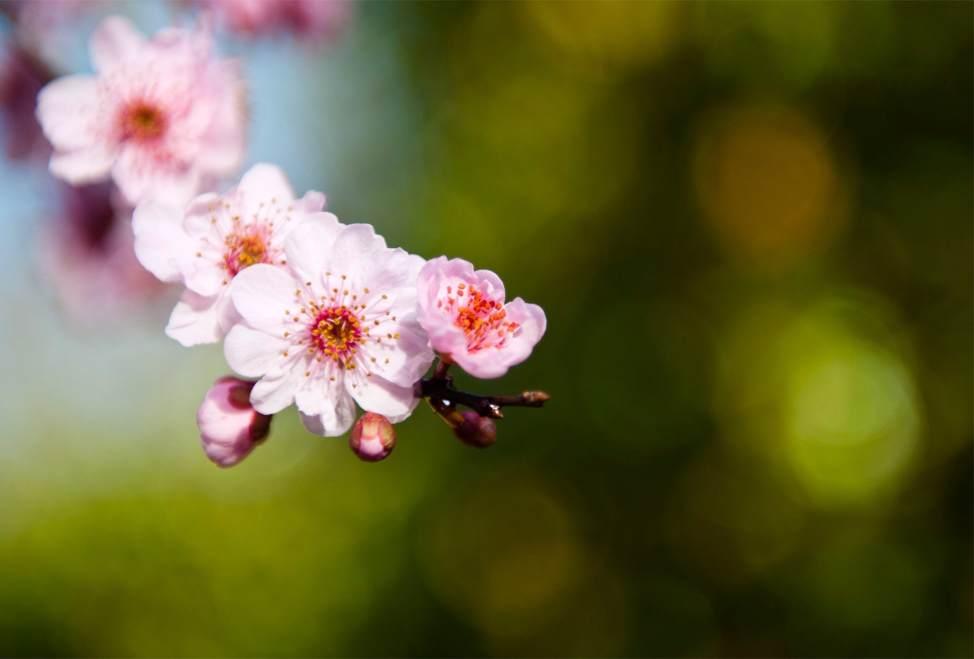4K Ultra HD PC desktop background showing a close-up of pale pink blossoms on a branch against a soft green bokeh.