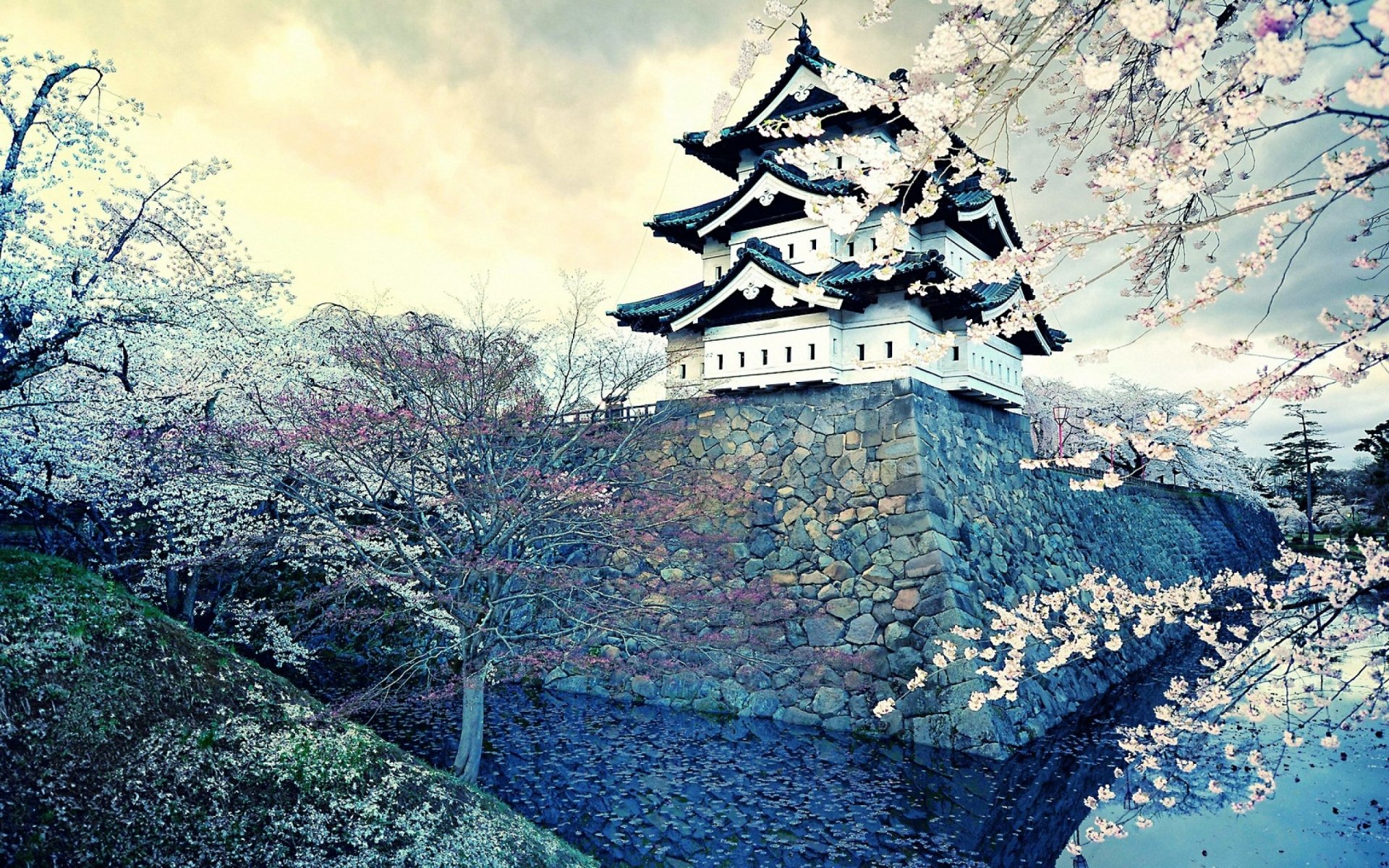 A serene HD wallpaper featuring an oriental Japanese castle surrounded by blossoming cherry trees in spring within a city setting.