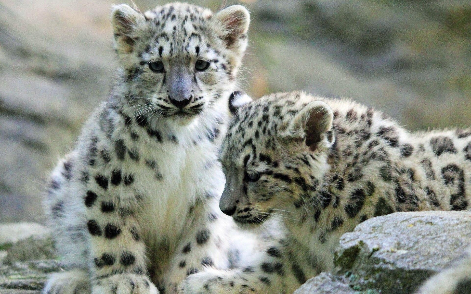 Two snow leopard cubs resting among rocks in this HD PC desktop wallpaper and background.