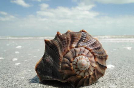 HD PC desktop wallpaper/background showing a spiral seashell on wet sand with the ocean and cloudy sky — nature shell scene in crisp detail.