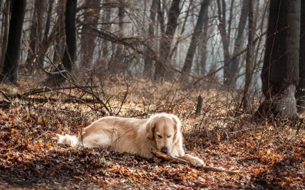 HD PC desktop wallpaper featuring a golden retriever dog resting on forest floor covered with dry leaves and surrounded by tall trees in a serene woodland setting.