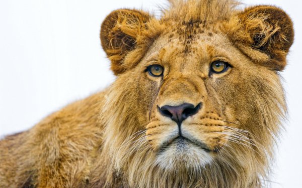 Animal Lion Cats HD Wallpaper | Background Image
