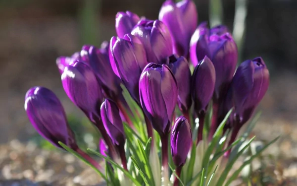 Close-up HD wallpaper of vibrant purple crocus flowers blooming in natural sunlight with a blurred background.