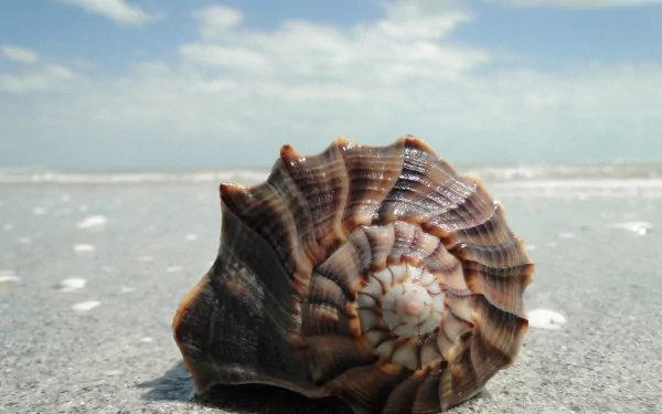 nature shell HD Desktop Wallpaper | Background Image