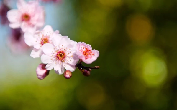 4K Ultra HD PC desktop background showing a close-up of pale pink blossoms on a branch against a soft green bokeh.