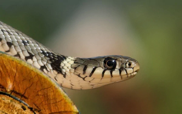 HD PC desktop wallpaper: close-up profile of a European grass snake, textured scales and glossy eye against a soft green-brown bokeh background.