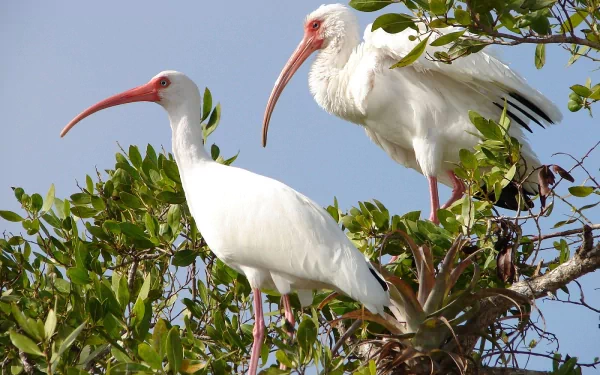  American White Ibis