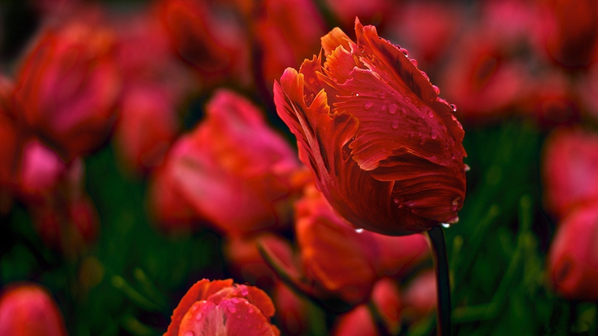 Download Red Flower Flower Nature Tulip HD Wallpaper