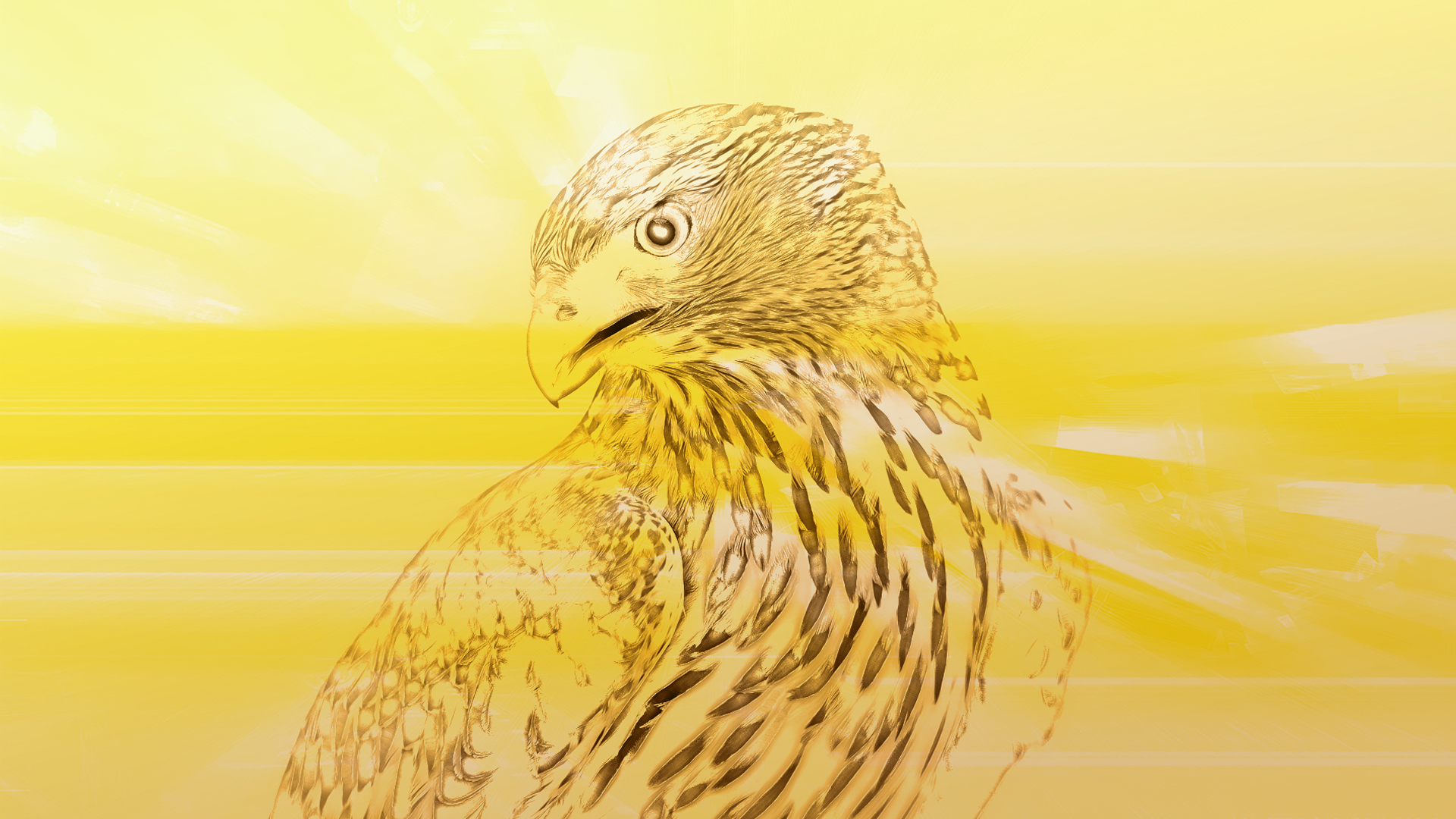 Animal Bird HD Wallpaper | Background Image