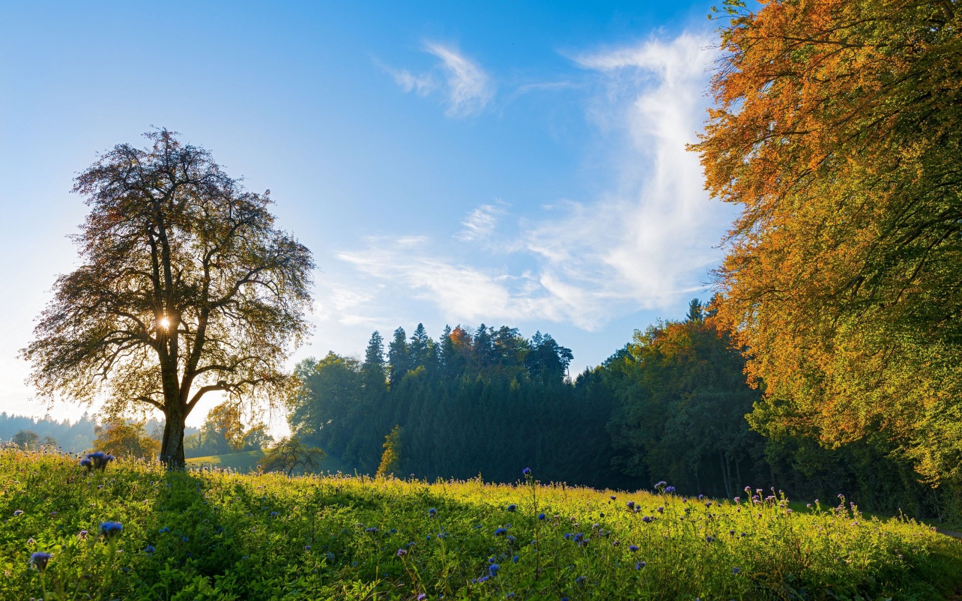 A serene Swiss meadow bathed in sunlight, featuring vibrant flowers and a solitary tree under a clear blue sky, capturing the essence of nature's beauty in a stunning landscape.
