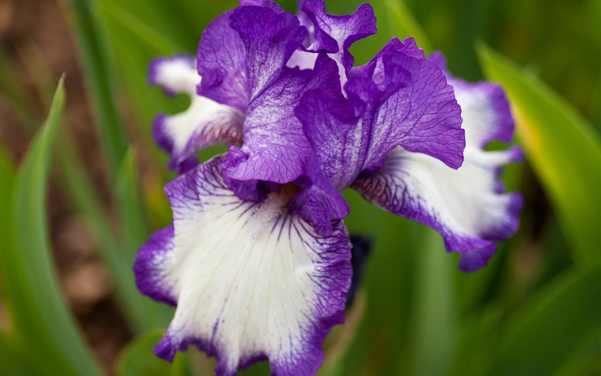 Download Flower Purple Flower Nature Iris HD Wallpaper | 1920x1200 ...