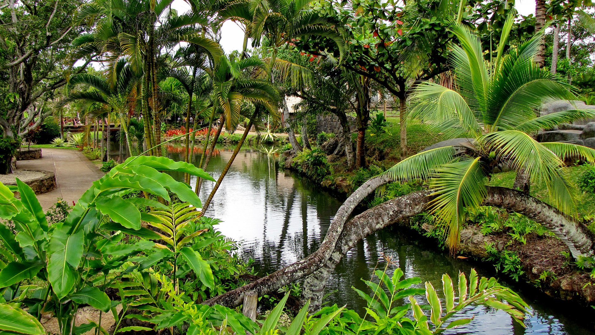 HD photography of a lush green park with a calm pond surrounded by tropical plants and trees, captured as a vibrant PC desktop wallpaper background.