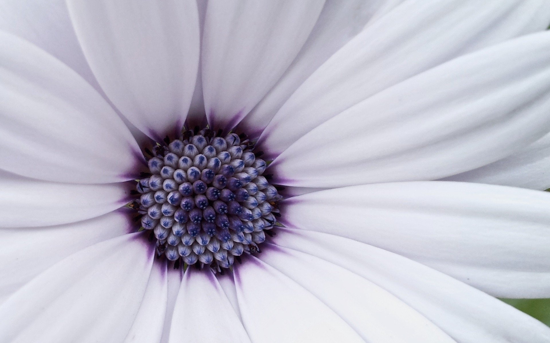Download White Flower Flower Nature Daisy HD Wallpaper