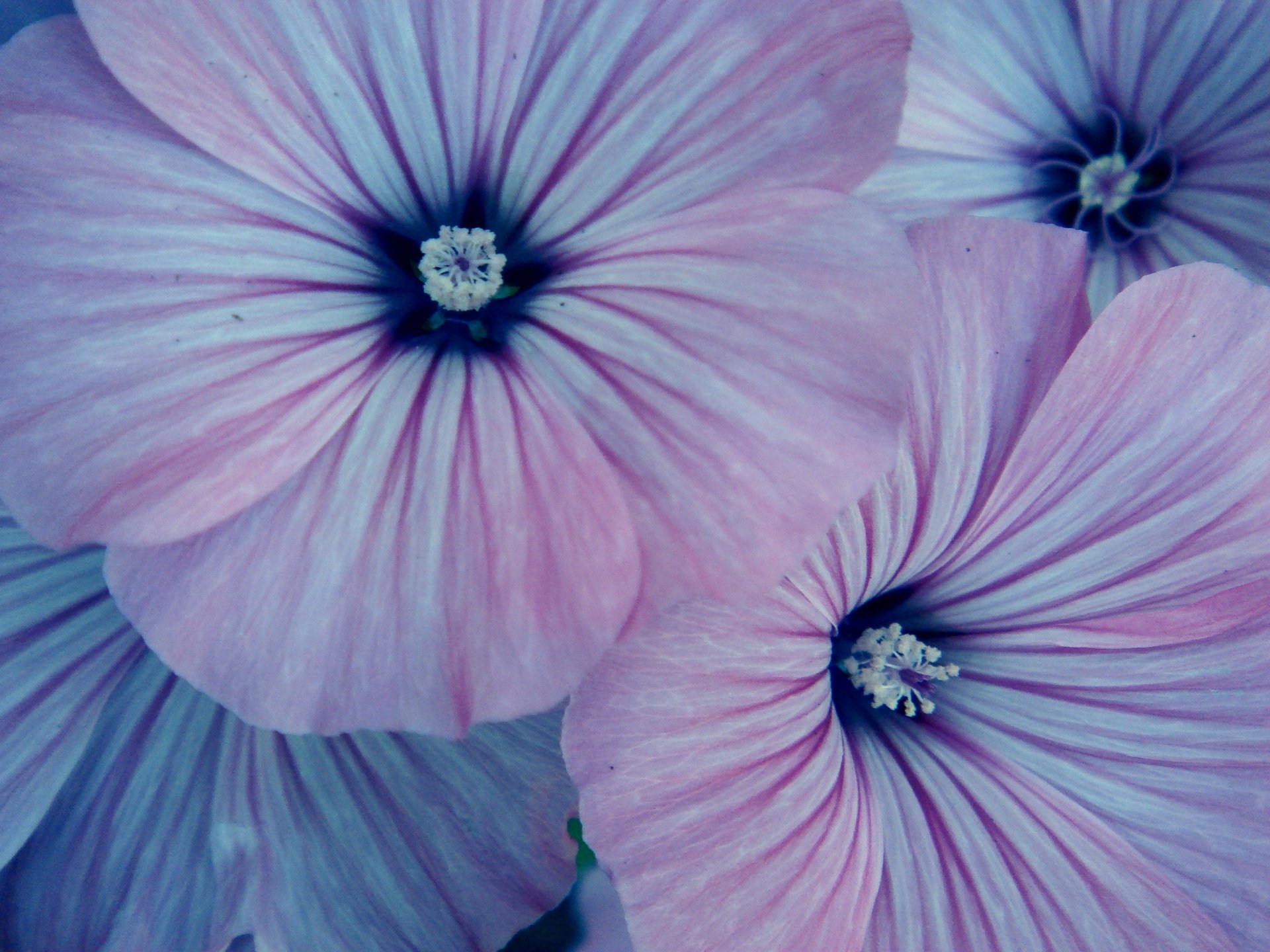 Download Nature Flower HD Wallpaper