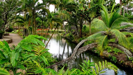HD photography of a lush green park with a calm pond surrounded by tropical plants and trees, captured as a vibrant PC desktop wallpaper background.
