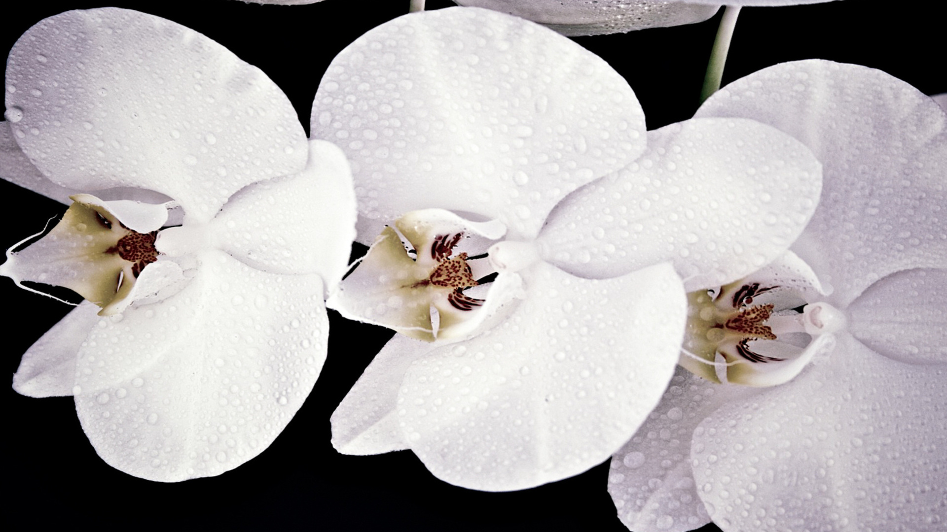 Orchidee HD Wallpaper Hintergrund 1920x1080 ID375355 Wallpaper