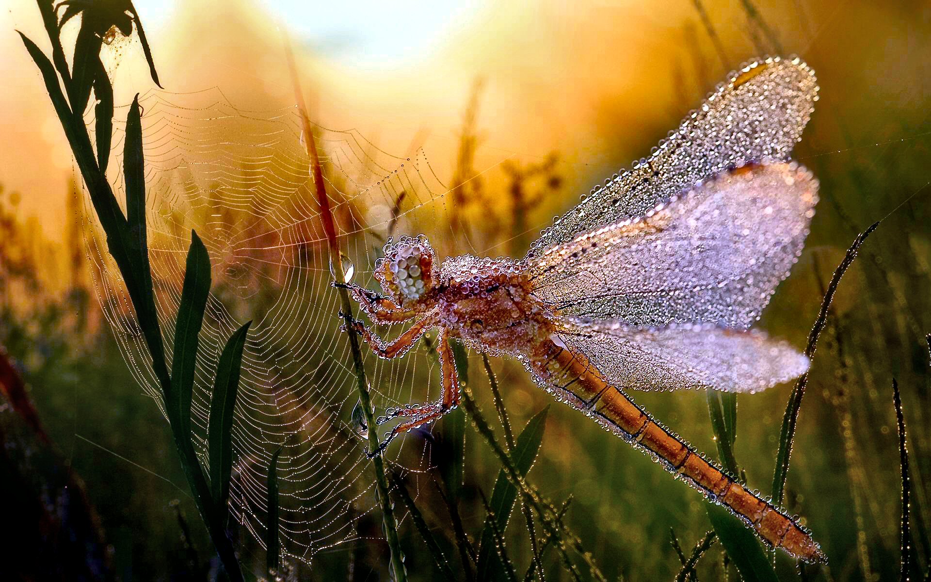 Dragonfly HD Wallpaper