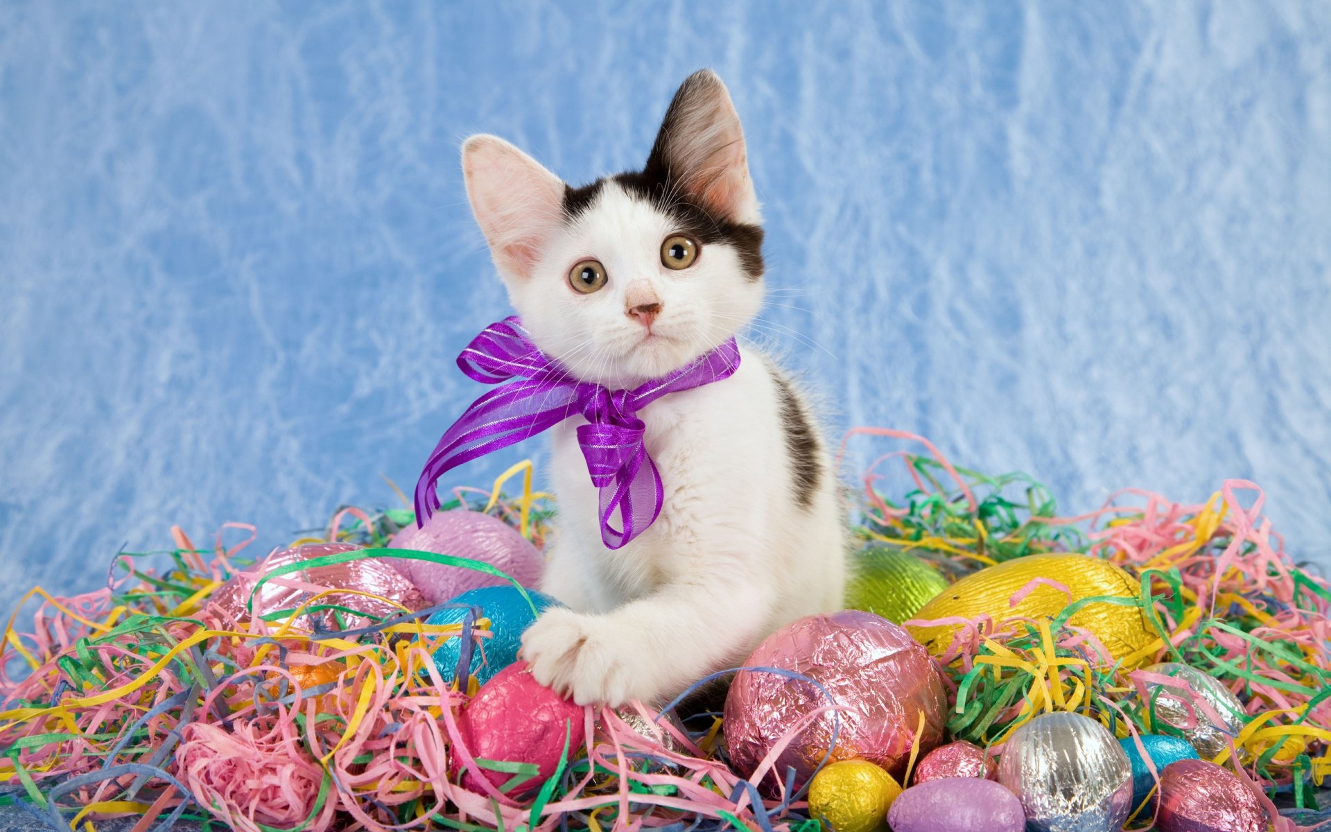 A cute kitten with a purple bow sits among colorful Easter eggs and shredded paper on a blue background. This HD wallpaper captures the festive Easter spirit with the adorable baby animal.