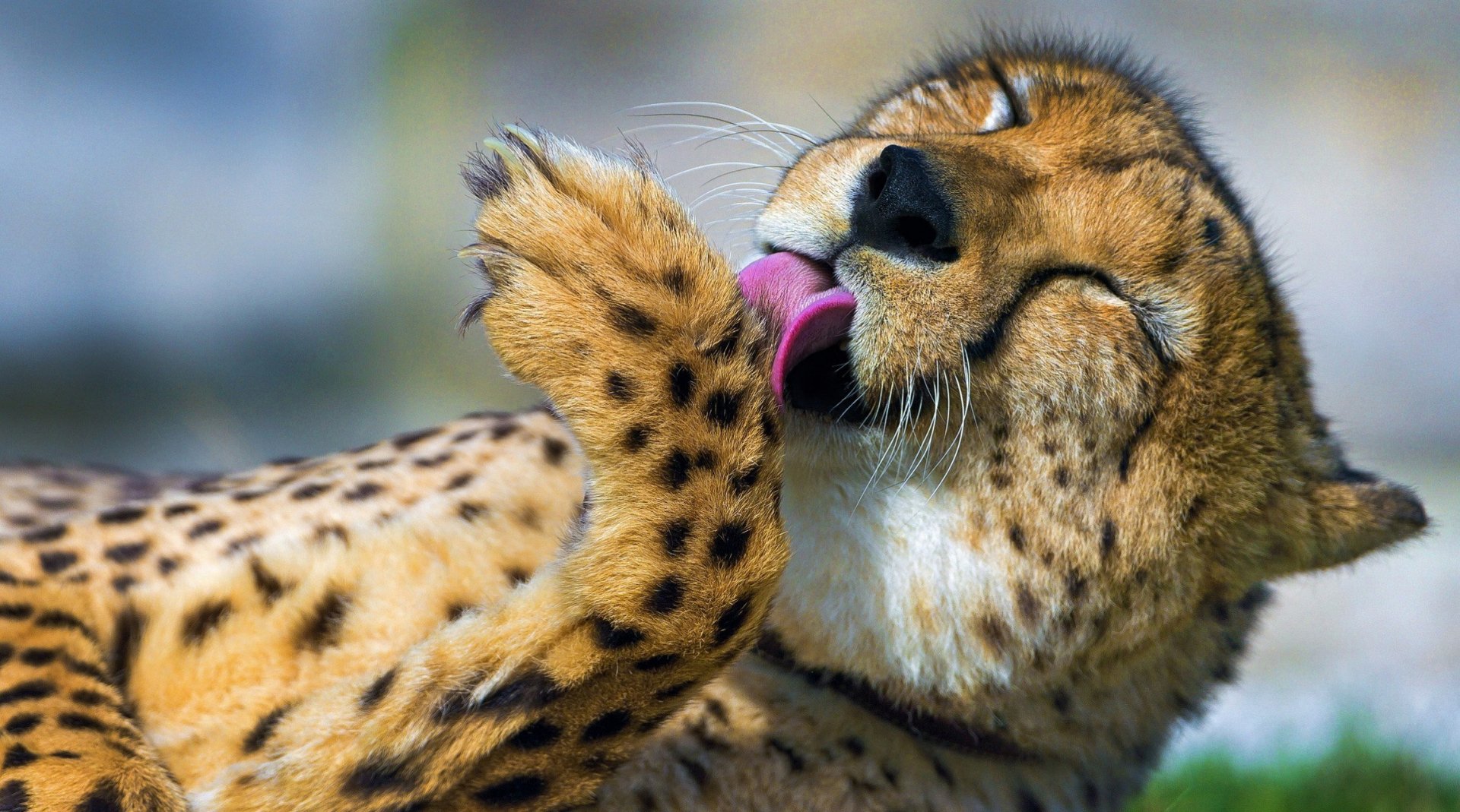 Close-up HD desktop wallpaper of a cheetah grooming its paw, showcasing its spotted fur and relaxed expression in natural light.