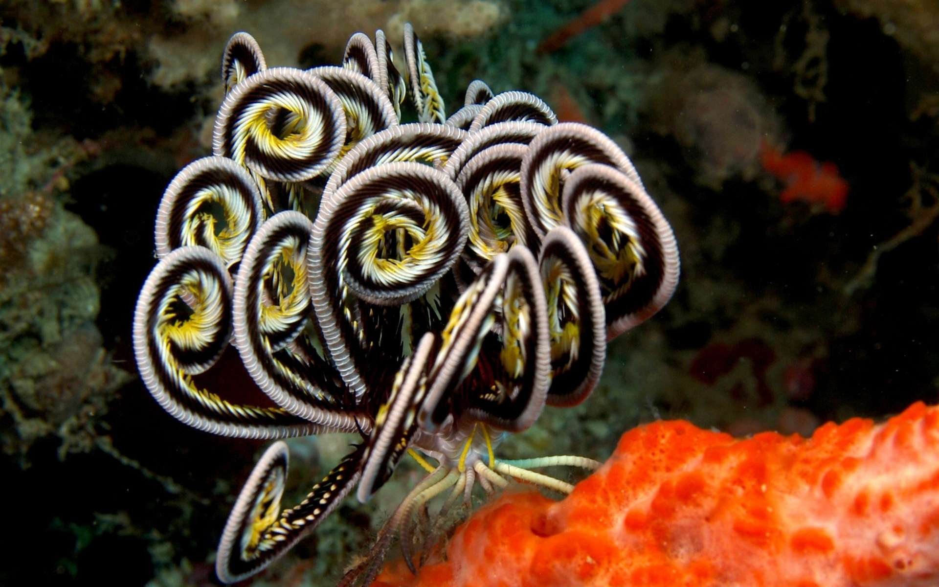 HD PC desktop wallpaper of sea life: a coiled basket star (marine animal) curled above bright orange coral.