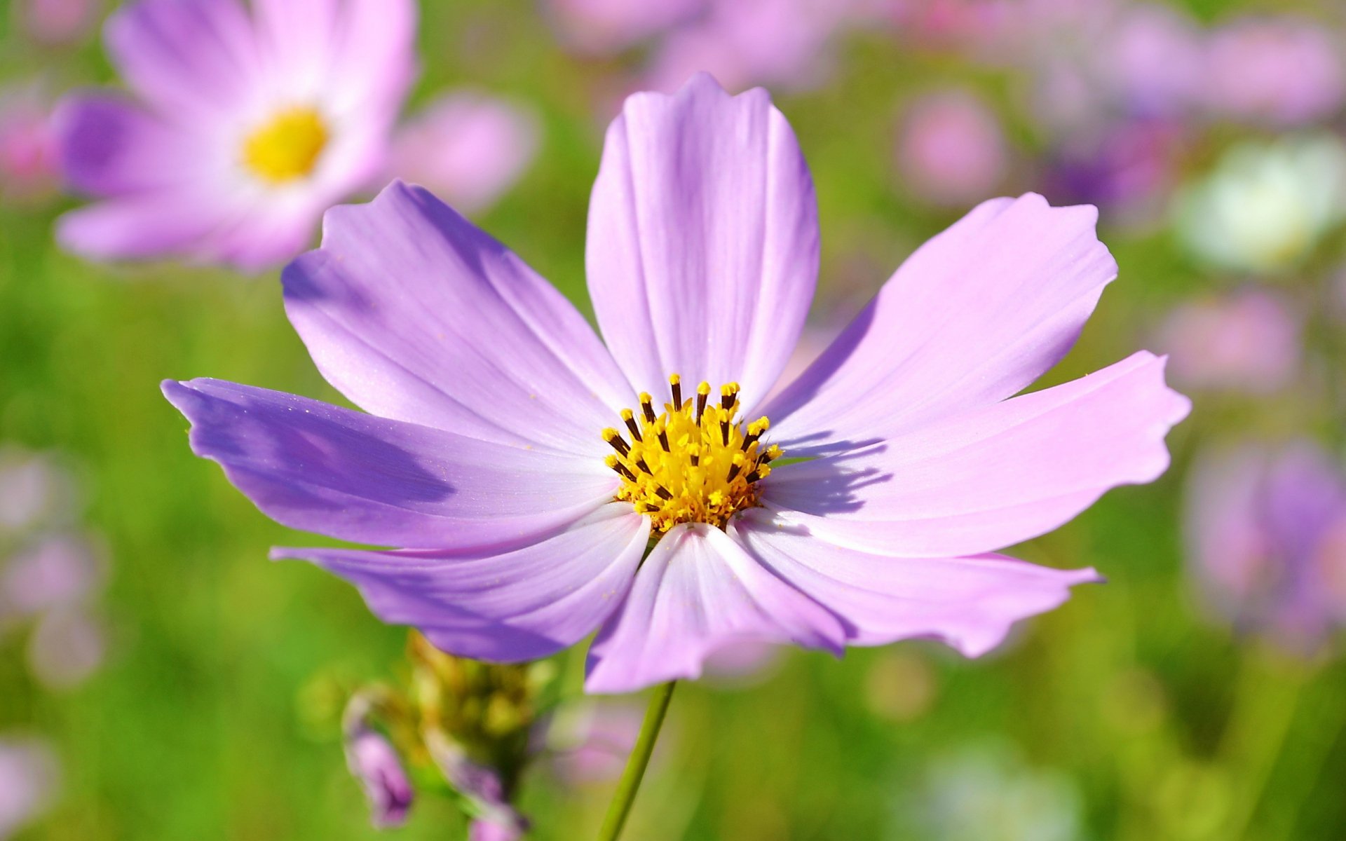 Close-up of a pink cosmos flower in a sunlit meadow — nature, flower; 2K Quad HD PC Desktop Wallpaper and Background.