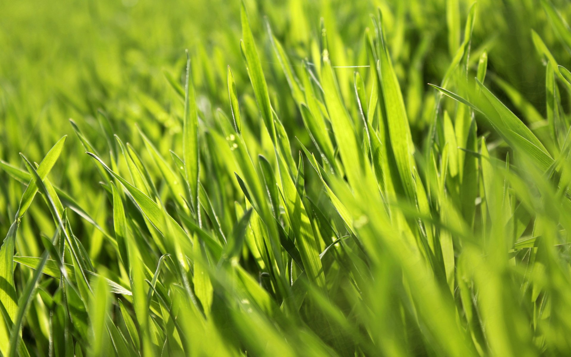 Download Nature Grass HD Wallpaper