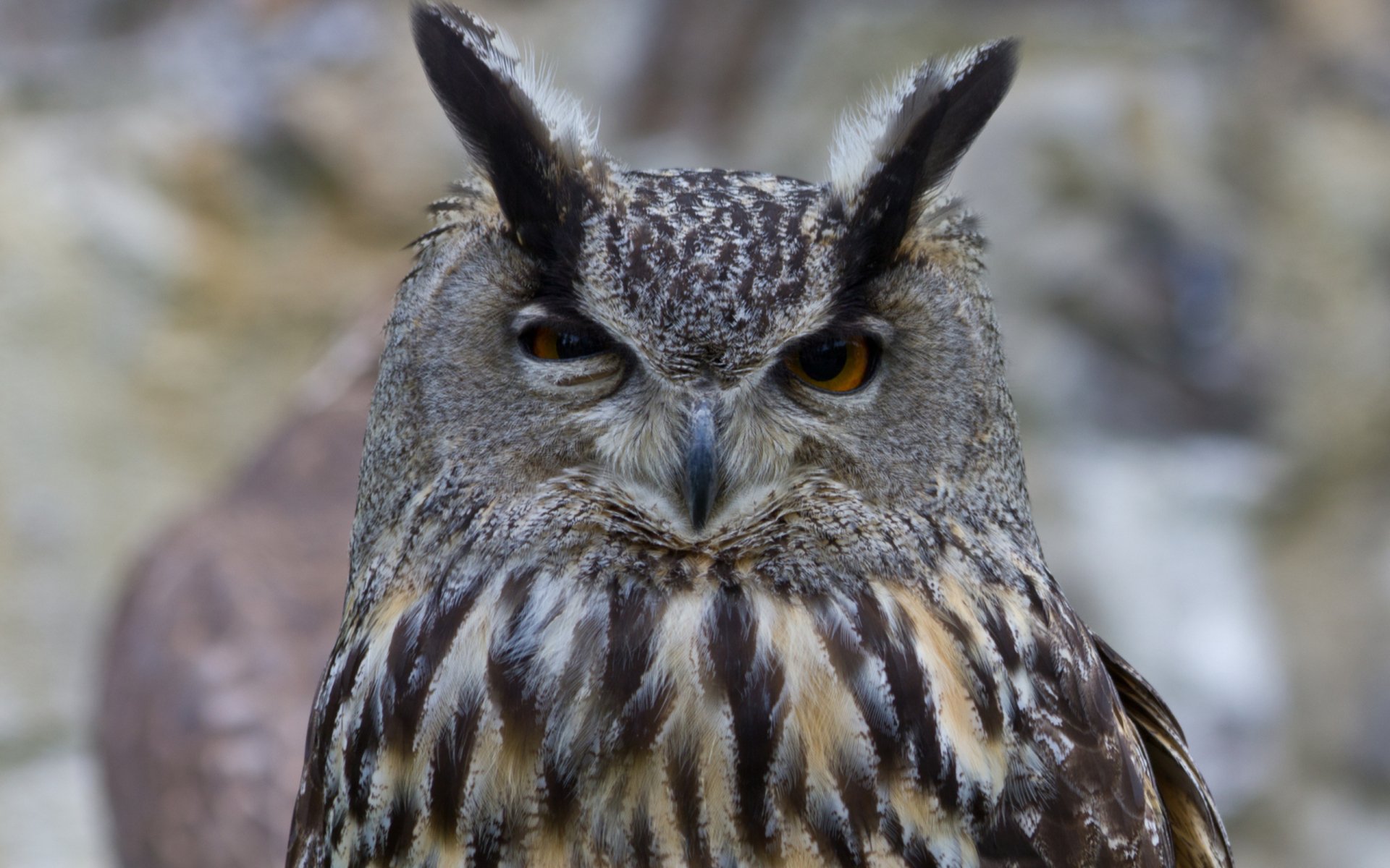 HD PC desktop wallpaper featuring a close-up of a great horned owl with detailed feathers and piercing yellow eyes.