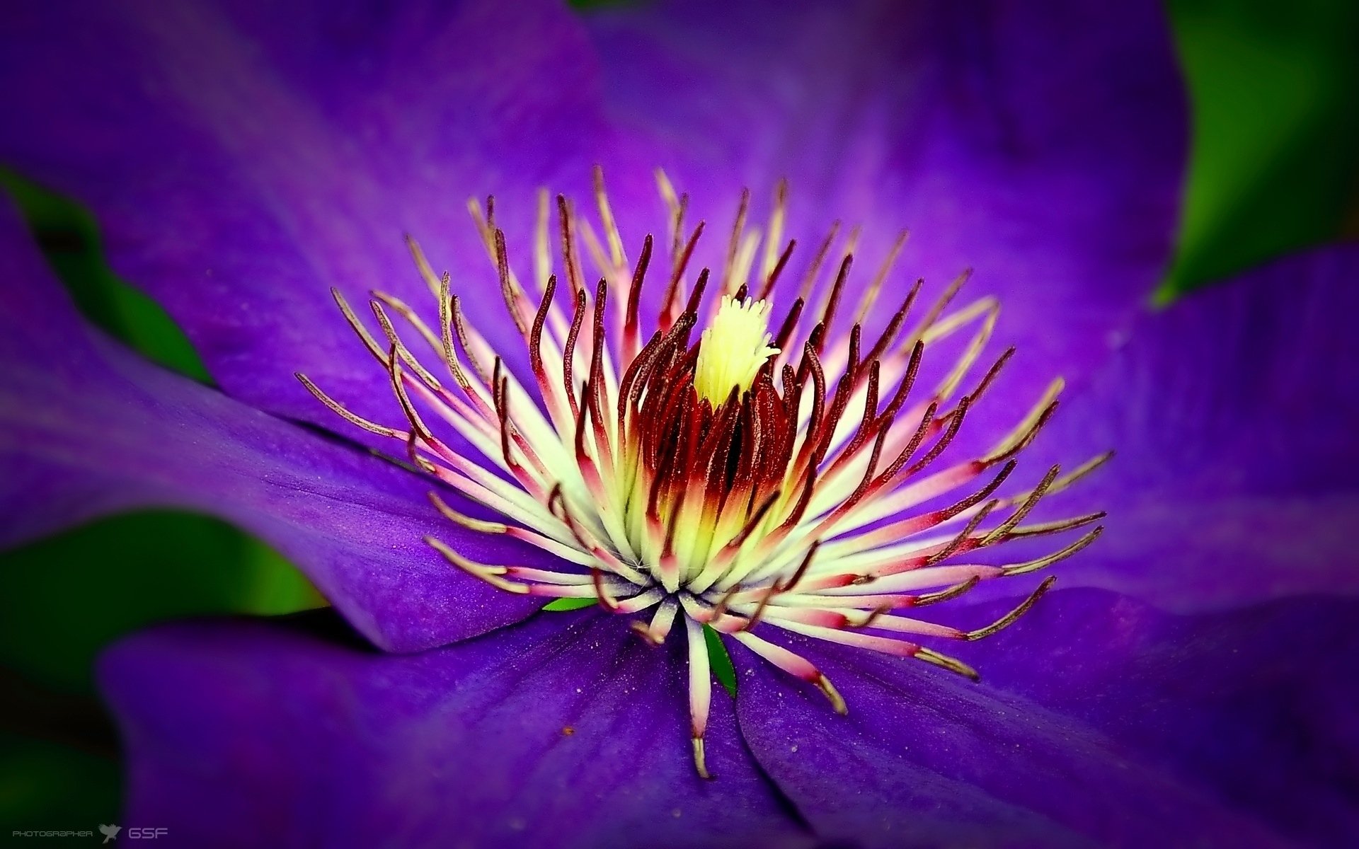 HD PC desktop wallpaper/background: close-up nature photo of a vivid purple flower with cream-and-maroon central stamens and soft green blur in the background.